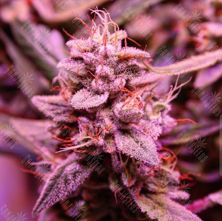 семена конопли в России Dutch Kush feminised Paradise Seeds семена конопли в России Dutch Kush feminised Paradise Seeds