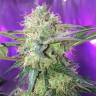 семена конопли в оригинальных упаковках Fresh Candy feminised Pyramid Seeds семена конопли в оригинальных упаковках Fresh Candy feminised Pyramid Seeds