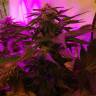 семена конопли недорого Fresh Candy feminised Pyramid Seeds семена конопли недорого Fresh Candy feminised Pyramid Seeds