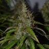 семена конопли наложенным платежом Auto Big Bud feminised Ganja Live Seeds семена конопли наложенным платежом Auto Big Bud feminised Ganja Live Seeds