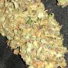 семена конопли скороспелый купить Auto Big Bud feminised Ganja Live Seeds семена конопли скороспелый купить Auto Big Bud feminised Ganja Live Seeds