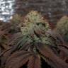 семена конопли медицинской Bubba Kush feminised семена конопли медицинской Bubba Kush feminised