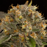 Заказать в России Auto Blue Kush feminised Заказать в России Auto Blue Kush feminised