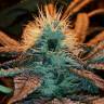 заказать на сайте семена конопли Afghan Hash Plant regular Barneys Farm