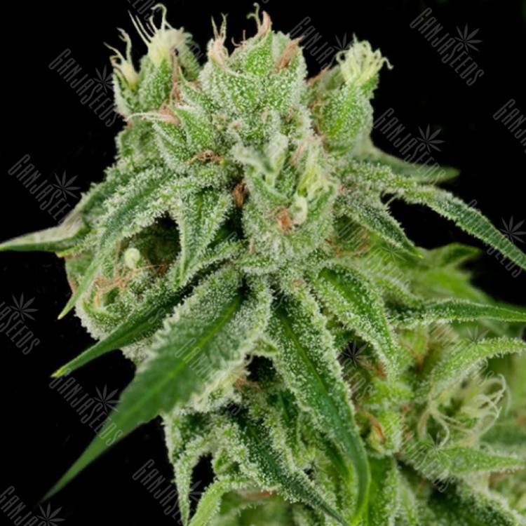 семена конопли марихуаны Banana Split regular Crockett Family Farms