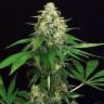 семена конопли аутдор Mango Cream regular Exotic Seed семена конопли аутдор Mango Cream regular Exotic Seed