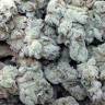 семена конопли в интернете Mango Cream regular Exotic Seed семена конопли в интернете Mango Cream regular Exotic Seed