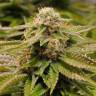 семена конопли для посадки купить Gorilla Breath feminised Humboldt Seeds