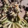 семена конопли курьером Gorilla Breath feminised Humboldt Seeds