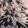 семена конопли для выращивания Gorilla Breath feminised Humboldt Seeds