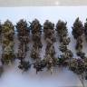 семена конопли аутдор Gorilla Breath feminised Humboldt Seeds