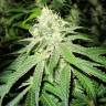 семена конопли для курения Deep Neville regular Medical Seeds семена конопли для курения Deep Neville regular Medical Seeds