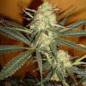 заказ семян конопли Спб Galaxy feminised Pyramid Seeds заказ семян конопли Спб Galaxy feminised Pyramid Seeds