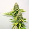заказ семян конопли O.G. Kush feminised Royal Queen