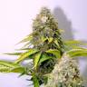 где заказать семена конопли O.G. Kush feminised Royal Queen