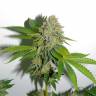 семена конопли наложенным платежом O.G. Kush feminised Royal Queen