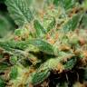 Семена каннабиса Freddy's Best feminised Ganja Seeds Семена каннабиса Freddy's Best feminised Ganja Seeds