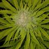 заказать на сайте семена конопли Auto Bubble Gum feminised Ganja Live Seeds заказать на сайте семена конопли Auto Bubble Gum feminised Ganja Live Seeds